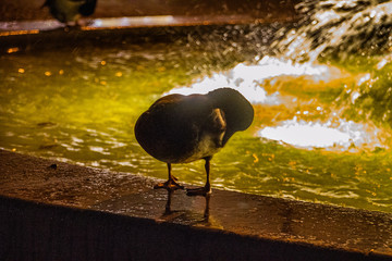 Ente im Springbrunnen