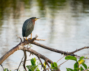 Green Heron