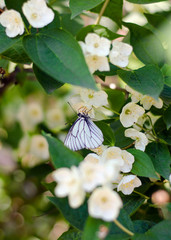 butterfly in flowers