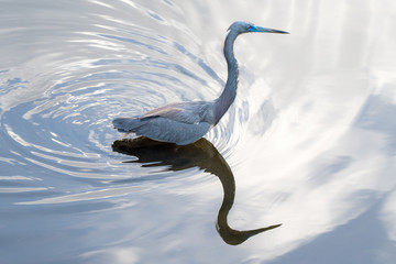 Tricolored Heron
