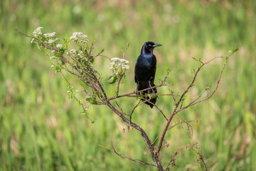 Boat-tailed Grackle