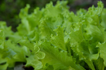 Fresh Lactuca sativa leaf in vegetable garden.