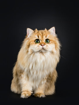 Amazing fluffy British Longhair cat kitten, sitting leaning forwards, looking above lens with big green / yellow eyes. Isolated on black background.