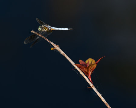 Dragon Fly