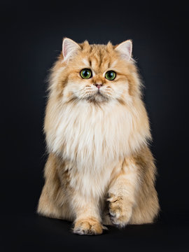 Amazing fluffy British Longhair cat kitten, sitting straight up, looking straight at lens with big green / yellow eyes. Isolated on black background. One paw lifted.