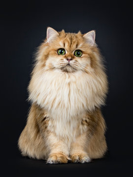 Amazing fluffy British Longhair cat kitten, sitting straight up, looking straight at lens with big green / yellow eyes. Isolated on black background.