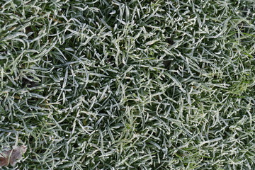 mit Raureif überzogene Rasenfläche