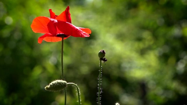 Poppies in the rainbow field environment.The bud buds sway.A large red poppy with a white border.
