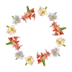 wreath from amaryllises close up on a white background