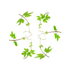fresh green branches isolated on a white background