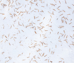 Seeds from a tree on white snow as a background