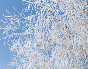 Frozen branches on a tree against a blue sky