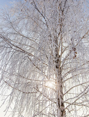 Frozen branches on a tree in the forest in winter