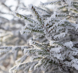 Frozen branches on a pine in the forest in winter