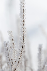 Frozen branches on dry grass in winter