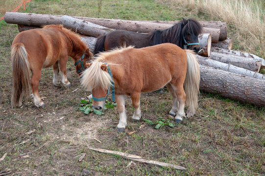 kleines pferd pony halfinger