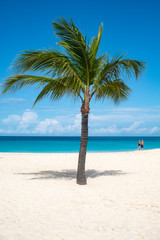 Palm Tree on a Caribbean Beach 