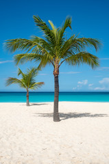 Naklejka na ściany i meble Palm Tree on a Caribbean Beach 