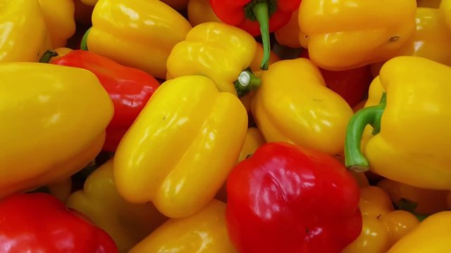 4K close up view of fresh picked red and yellow bell pepper also called Shimla mirch, in the harvest season placed in a market or bazaar for sale. Food background