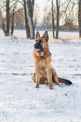 Dog german shepherd in a park in a winter day