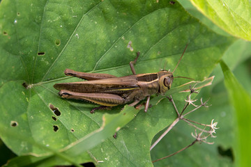 Grashüpfer