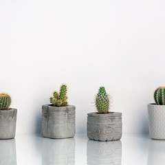 Collection of cactus plants in different concrete pots. Potted cactus house plants on white shelf against white copy space wall. Minimal composition..
