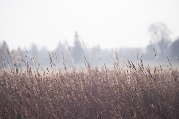 The ears in the field are covered with frost