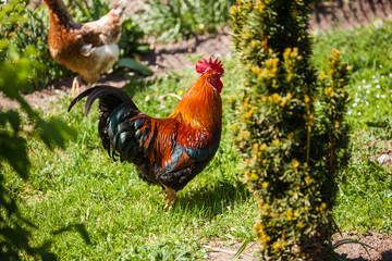 Red colourful Rooster and Chicken grazing on grass outside of organic farm in summer. Free Range...