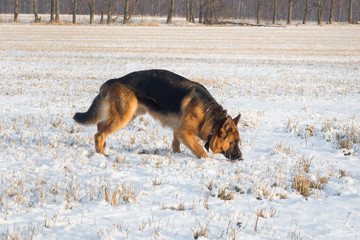 Dog german shepherd in a park in a winter day