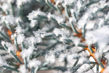 snow on pine branches