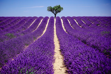 Fototapeta na wymiar Lavender field - Valensole, France - So violet! Enjoy active summer on the lavender field. One touristic place is in Valensole, France. So impressive! nThe violet everywhere!
