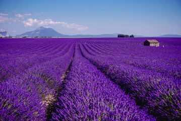 Plakat Lavender field - Valensole, France - So violet! Enjoy active summer on the lavender field. One touristic place is in Valensole, France. So impressive! nThe violet everywhere!