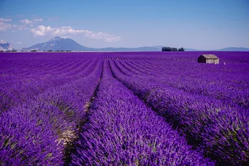 Tuinposter Lavendelveld - Valensole, Frankrijk - Zo violet! Geniet van een actieve zomer op het lavendelveld. Een toeristische plaats is in Valensole, Frankrijk. Zo indrukwekkend! nHet viooltje overal! © HIEUVO