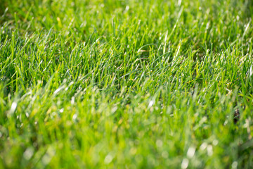 Close up detail of a green grass field illuminated by a nice soft light