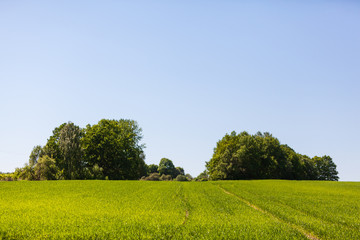 View of countryside meadow with fresh green lush grass in Latvia, Europe. Rural agricultural grass field pastures. Natural landscape with blue sky, trees and bushes in background..