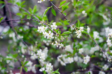 cherry tree in spring