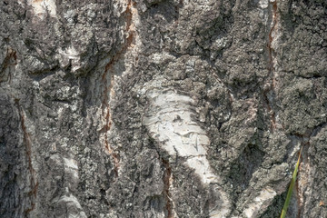 Bark texture background pattern crack old brown for design. Close up