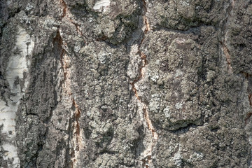 Bark texture background pattern crack old brown for design. Close up