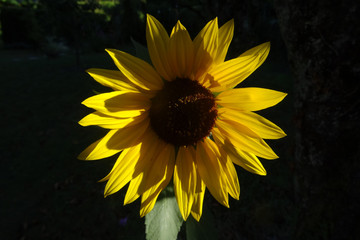 tournesol