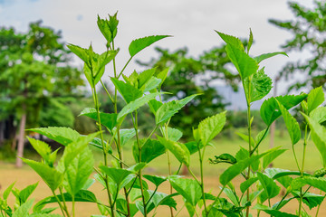 hibiscus tree  stem leaf close view in a sequence with background blur looking awesome.