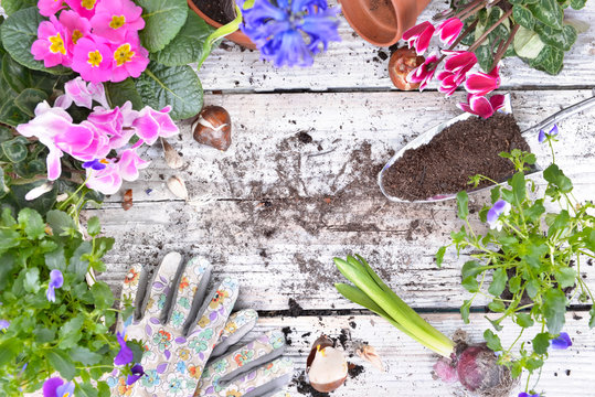 top view on springtime flowers potting and gardening equipement on a table 