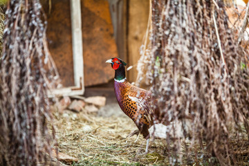 Coturnix Quail modern farming. Common quail male bird in motion blur difficult to see. Free Range birds in countryside in rural Europe, Latvia. Animal friendly organic farming.