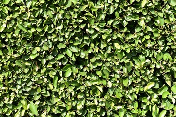 Fototapeta na wymiar green banyan leaves fence under sunlight for background