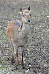 Sikahirsch