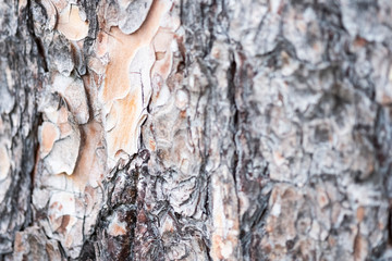 Bark texture background pattern crack old brown for design. Close up