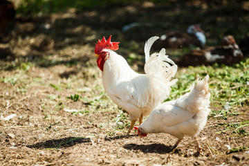 White Rooster and Chicken grazing on grass outside of organic farm in summer. Free Range Cock and Hens at countryside in rural Europe, Latvia. Animal friendly organic farming