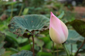 Lotus