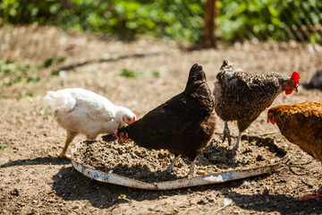 White and Brown Chicken grazing on grass eating outside of organic farm in summer. Free Range Cock and Hens at countryside in rural Europe, Latvia. Animal friendly organic farming
