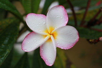 pink frangipani