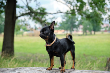 Petit Brabancon on green grass nature walk. Little black dog. Selective focus